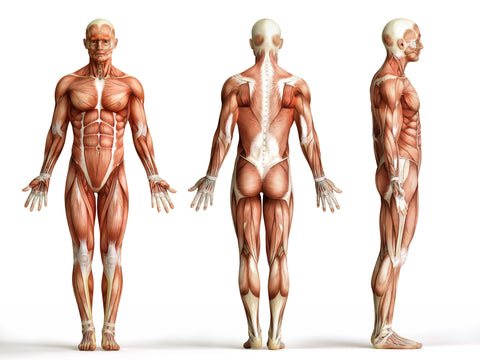 Anatomía del cuerpo humano