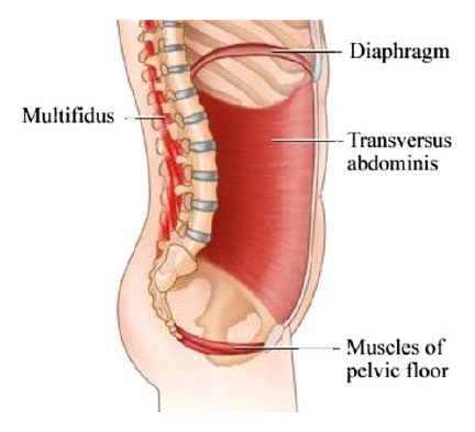 Músculos del suelo pélvico