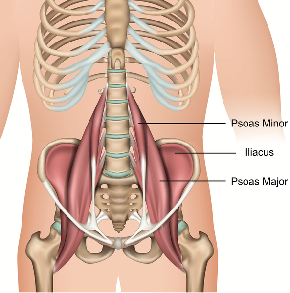 Anatomía del músculo psoas